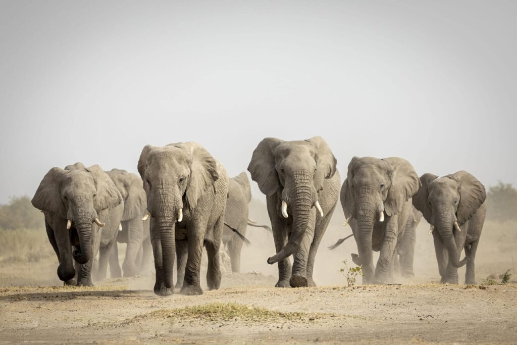 RDC : sensibilisation renforcée face à la migration naturelle des éléphants à Malemba-Nkulu
