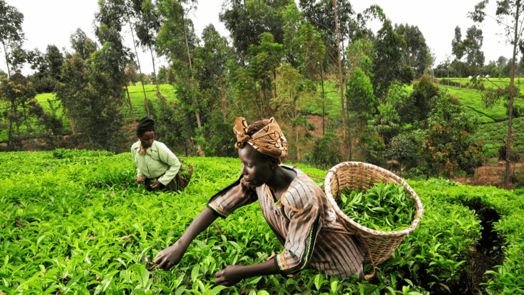 RDC : lancement d’une conférence stratégique sur l’agriculture, l’environnement et le climat